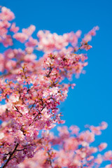 青空に映える桜 河津桜 