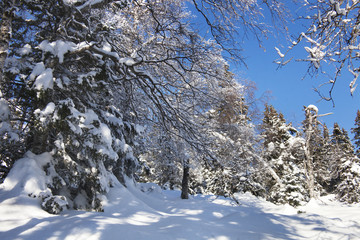 winter snowy forest. Ural, Zyuratkul