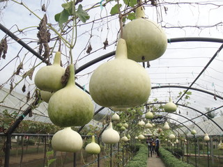 Bottle gourd vegetables