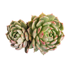 succulent plant isolated