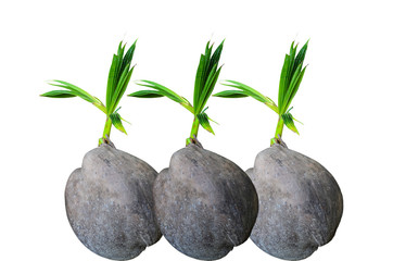 Obraz na płótnie Canvas Coconut sprout