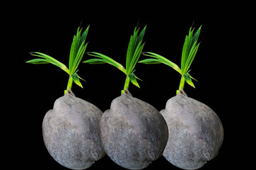 Obraz na płótnie Canvas Coconut sprout