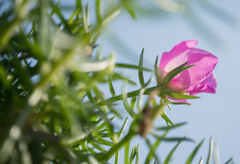 Obraz premium flower in the sky