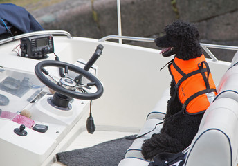 Black poodle sitting on the driving seat in a motor boat..