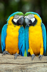  parrots