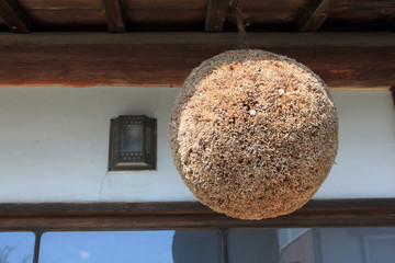 杉玉