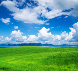 Fototapeta premium green field