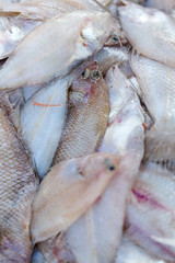 Fresh fishes and other seafood on market in Morocco ready for sell