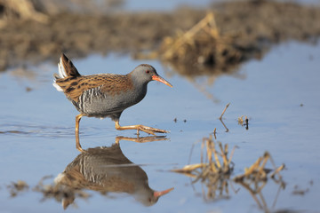 water rail