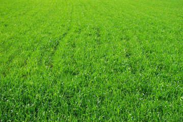 Obraz premium grass texture