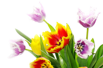 Fototapeta premium tulips