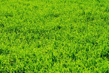  grass texture