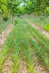Pineapple plant field in rubber garden