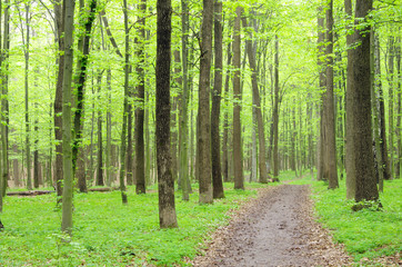 Obraz premium forest