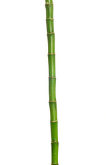 Naklejka premium green bamboo