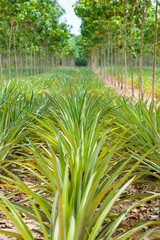 Fototapeta premium Pineapple plant field in rubber garden