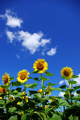 sunflower field