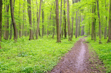 Fototapeta premium forest