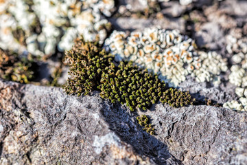 Male reproductive structures of Orthothecium chryseum moss