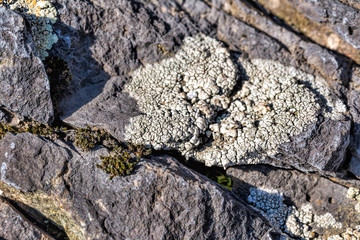 Lichens are symbiotic fungi and algae. Texture of lichen on the stone