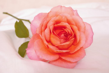 シーツの上のアプリコット色のバラ