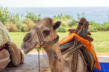 Camel resting on sand