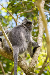 Silvered leaf langur monkey in Bako National Park, Borneo, Malaysia