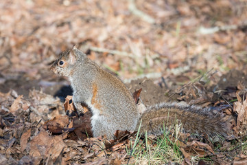 An Eastern Gray (Grey) Squirrel foraging for seeds on a warm winter's day in the Pacific Northwest, where they are an introduced species.