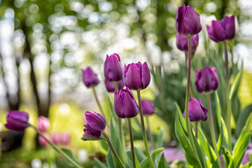 Spring colorful flowers tulips