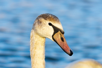 beautiful portrait of mute swan