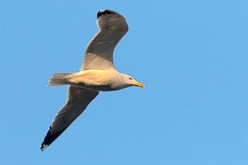 close up of caspian gull in flight