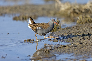 walking water rail