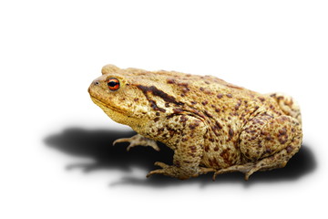 common toad on white background with shadow