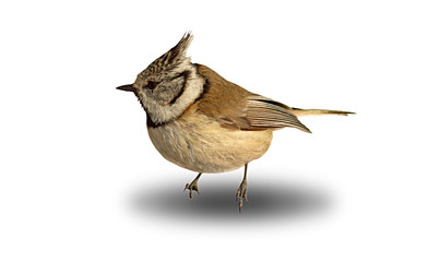 cute garden bird, crested tit over white