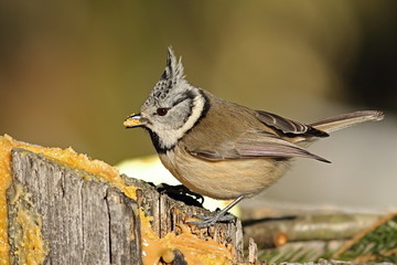cute crested tit eating lard