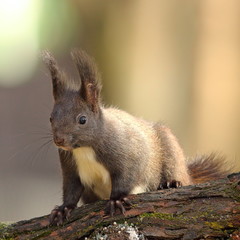 cute wild red squirrel