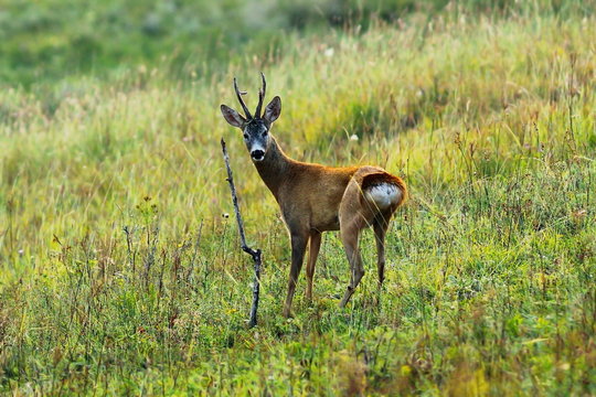 curious roe deer buck in mating season