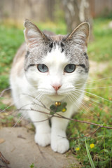 Blue-eyed gray-and-white cat playing in grass