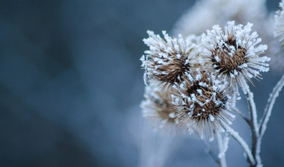 Frozen dry burdock flowers