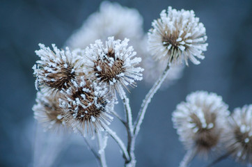 Frozen dry burdock flowers