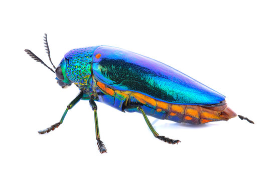 Jewel beetle isolated on white.