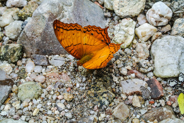 Beautiful butterfly in natural forests countryside Thailand