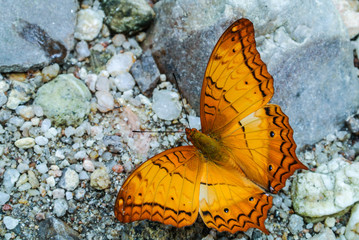 Beautiful butterfly in natural forests countryside Thailand