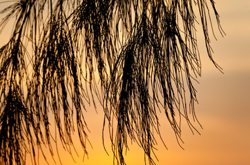 Sunset and silhouette