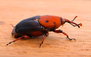 Black beetle crawling on wooden surface
