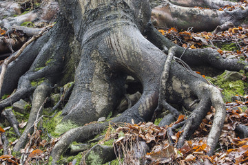 The roots of a tree on a slope.