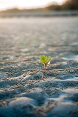 Planting young sprout mangrove on the beach
