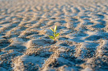 Planting young sprout mangrove on the beach