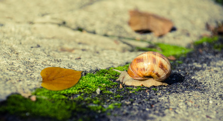Snail and a fallen leaf on the pavement