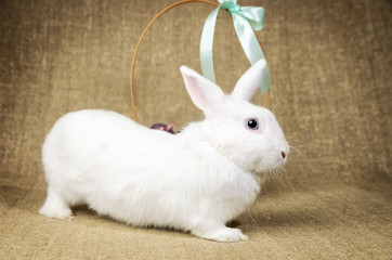 White clean beautiful Easter bunny next to a wicker basket with eggs in the background krashenyymi natural burlap cloth